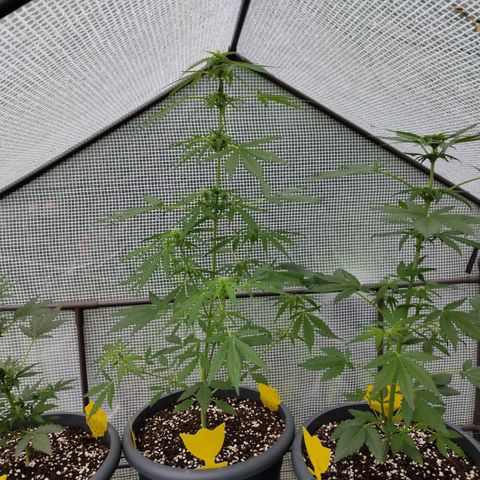 Quick One growlog timeline photo