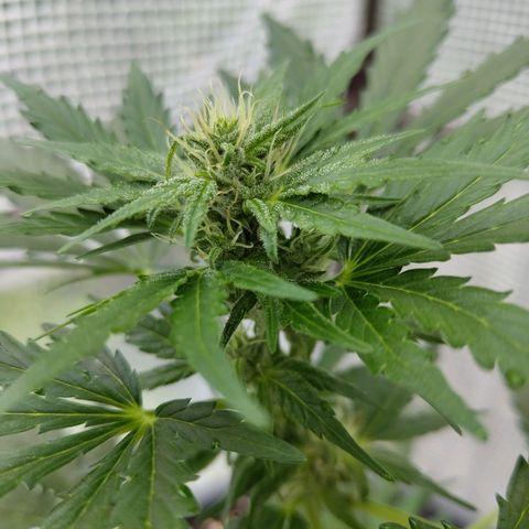 Quick One growlog timeline photo