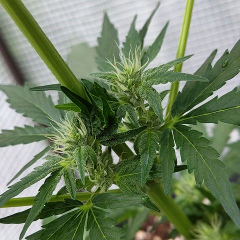 Quick One growlog timeline photo