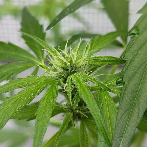 Quick One growlog timeline photo
