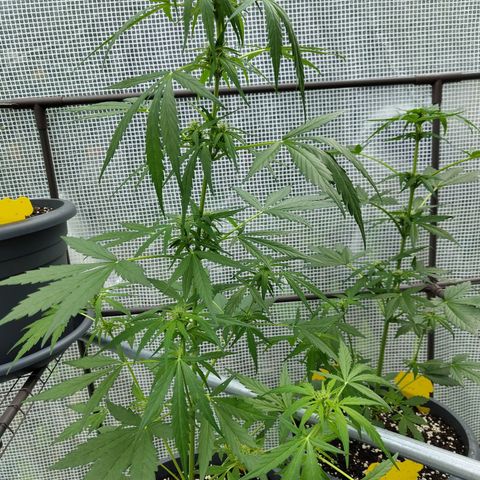 Quick One growlog timeline photo