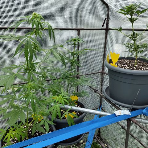 Quick One growlog timeline photo