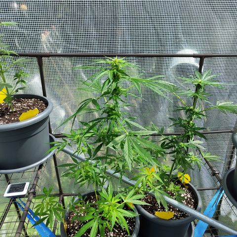 Quick One growlog photo: 🍭