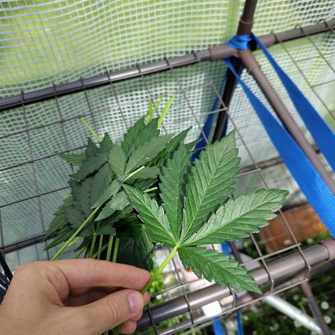 Quick One growlog photo: 🍭