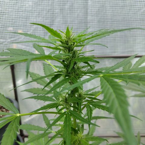 Quick One growlog timeline photo