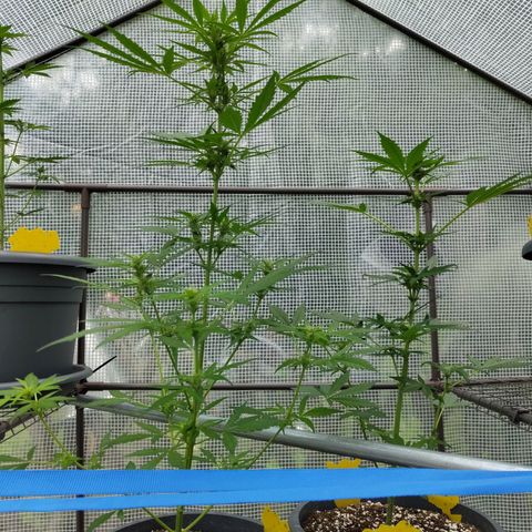 Quick One growlog timeline photo