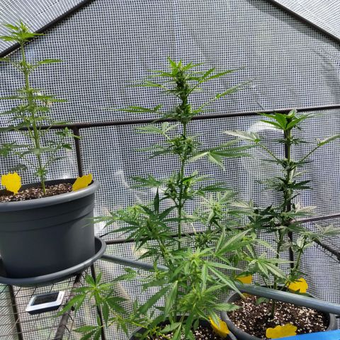Quick One growlog timeline photo