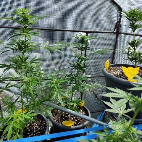 Quick One growlog timeline photo