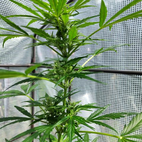 Quick One growlog timeline photo