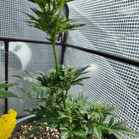 Quick One growlog timeline photo