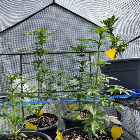 Quick One growlog timeline photo