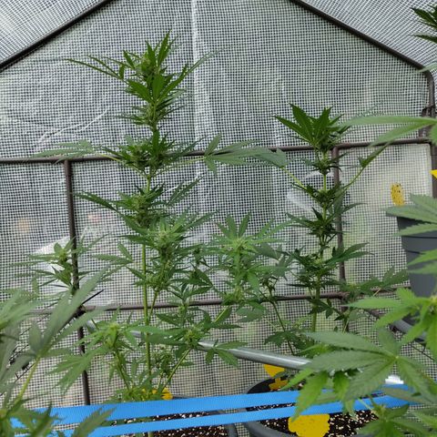 Quick One growlog timeline photo