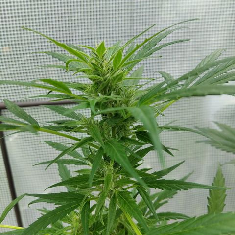 Quick One growlog timeline photo
