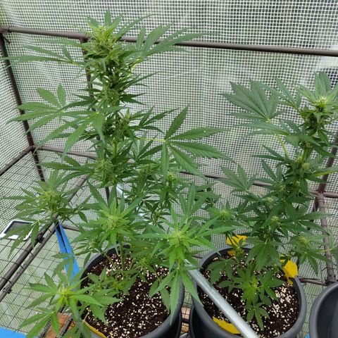 Quick One growlog timeline photo