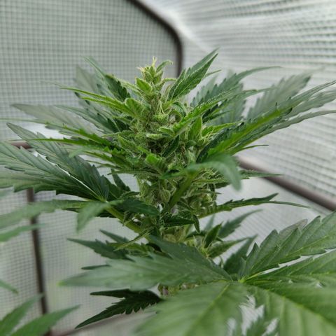 Quick One growlog timeline photo