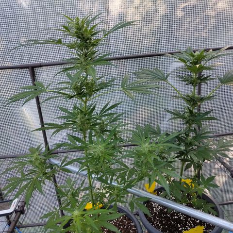 Quick One growlog timeline photo