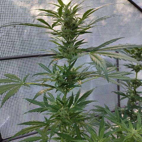 Quick One growlog timeline photo