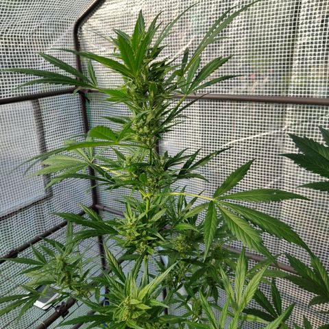 Quick One growlog timeline photo