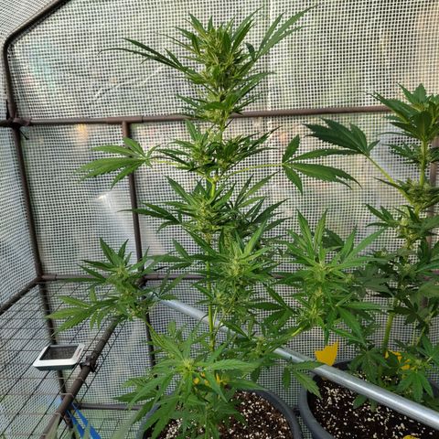 Quick One growlog timeline photo