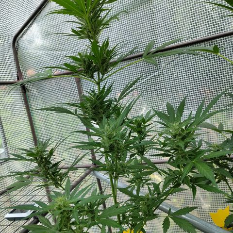 Quick One growlog timeline photo