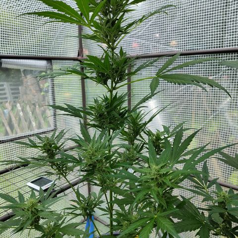 Quick One growlog timeline photo