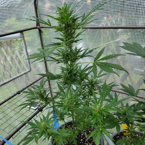 Quick One growlog timeline photo