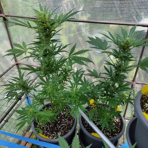Quick One growlog timeline photo