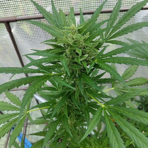 Quick One growlog timeline photo