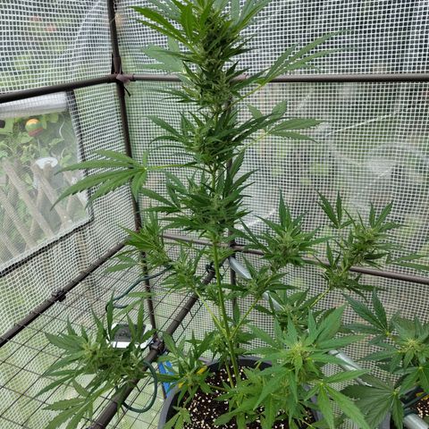 Quick One growlog timeline photo