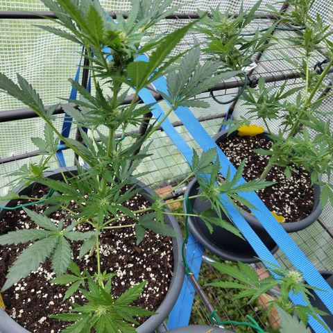Quick One growlog timeline photo