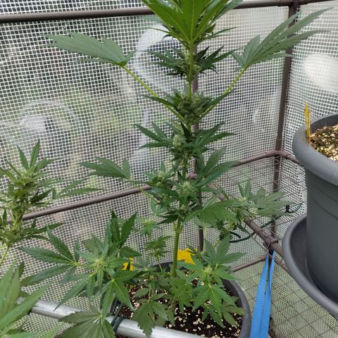 Quick One growlog timeline photo