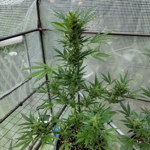 Quick One growlog timeline photo