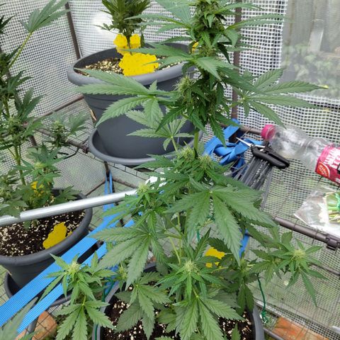 Quick One growlog timeline photo