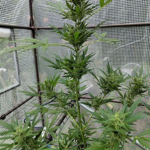 Quick One growlog timeline photo