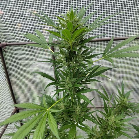 Quick One growlog timeline photo