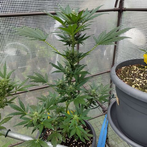 Quick One growlog timeline photo