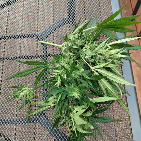 Quick One growlog timeline photo