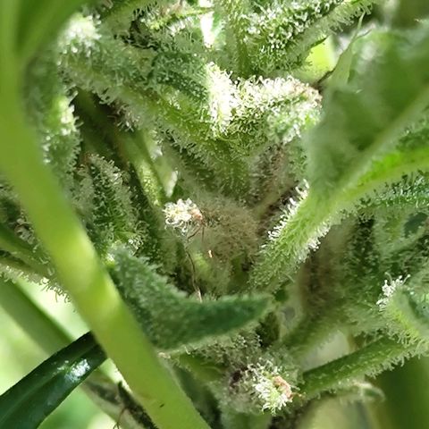 Quick One growlog timeline photo