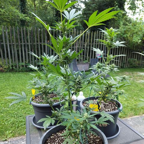 Quick One growlog timeline photo