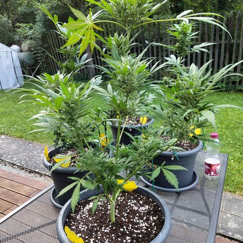 Quick One growlog timeline photo