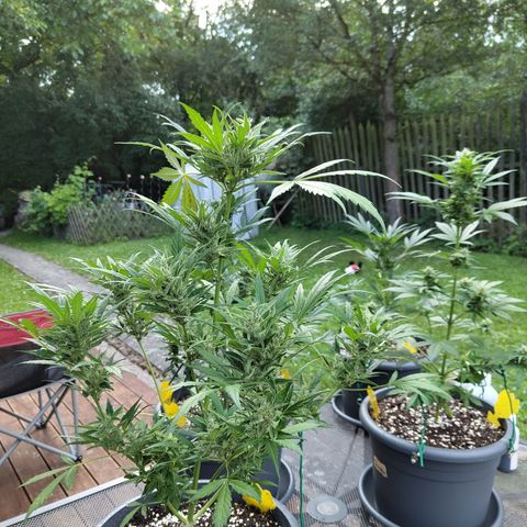 Quick One growlog timeline photo