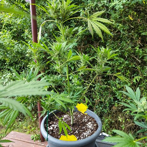 Quick One growlog timeline photo