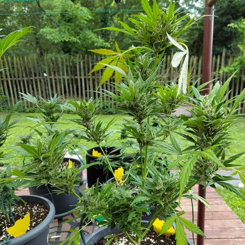 Quick One growlog timeline photo