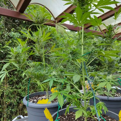 Quick One growlog timeline photo
