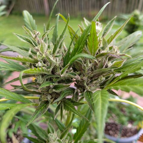 Quick One growlog timeline photo