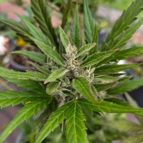 Quick One growlog timeline photo