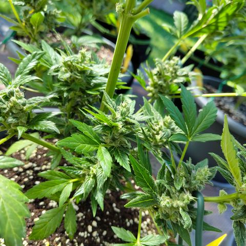Quick One growlog timeline photo