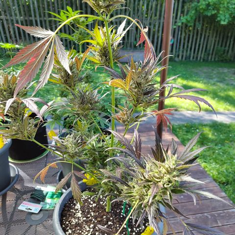 Quick One growlog timeline photo