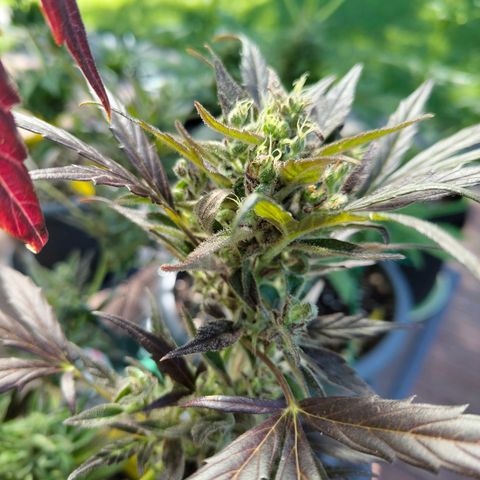 Quick One growlog timeline photo