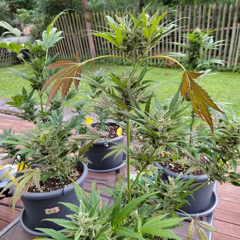 Quick One growlog timeline photo